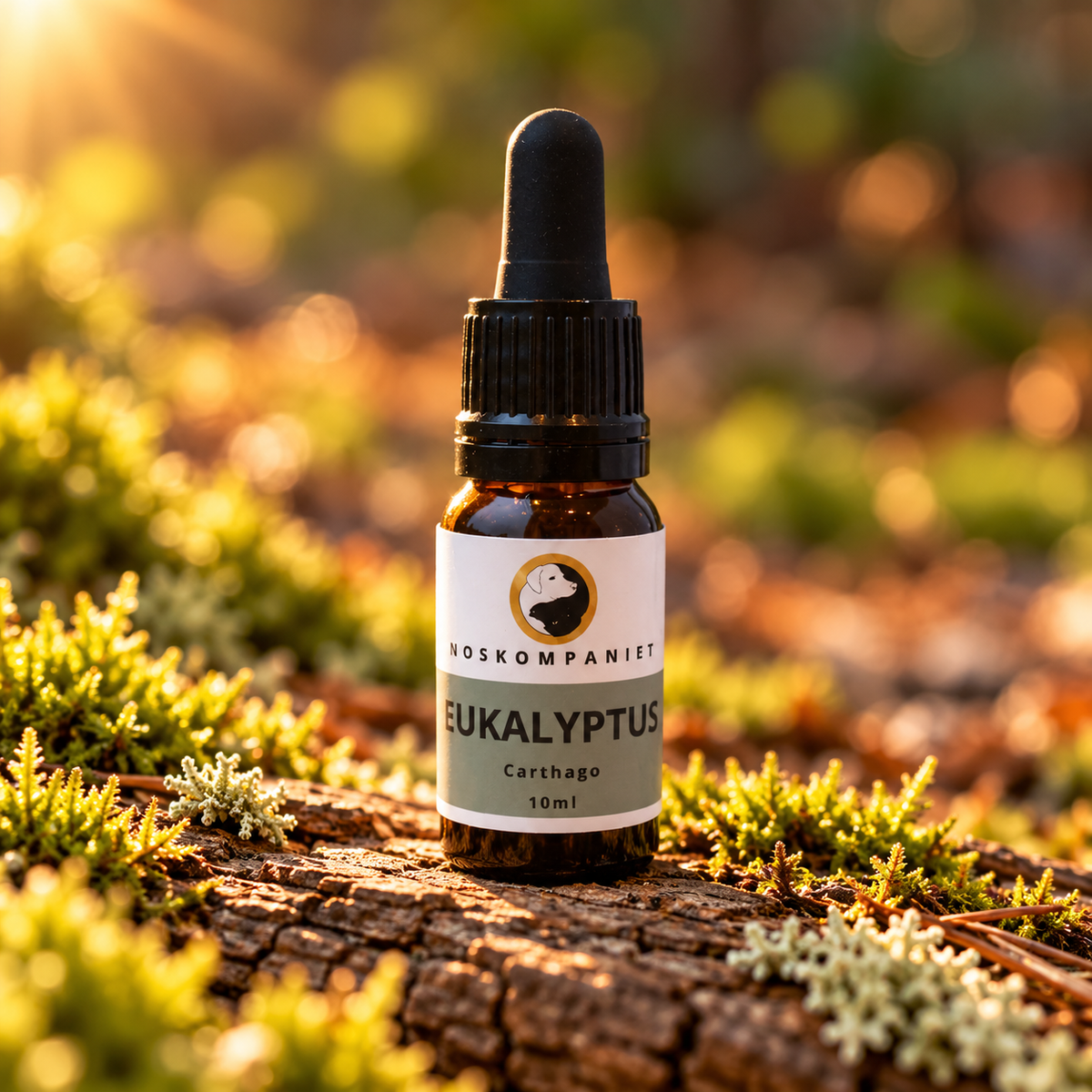 Carthago Eukalyptushydrolat 10ml