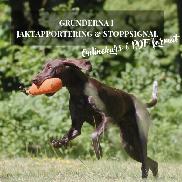 Onlinekurs: Grunderna i jaktapportering, stoppsignal & inkallning