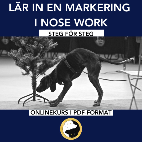 Onlinekurs: Lär in en markering i Nose Work – Steg för steg
