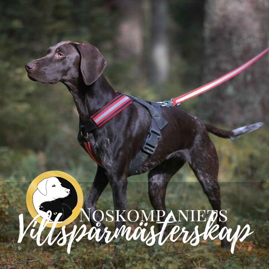 Avancerad klass – Spår 6 | Noskompaniets Viltspårmästerskap 2026